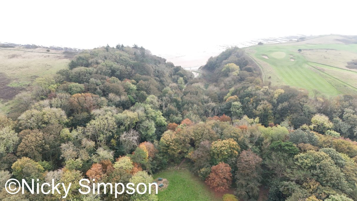 Aerial view of a lush forest with mixed trees and a distant hilly landscape.